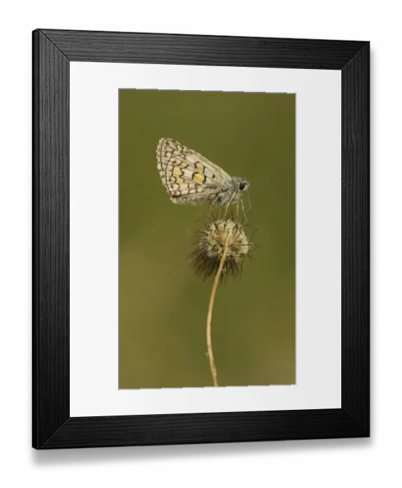 Framed Print : Yellow-banded Skipper (Pyrgus sidae) adult, resting on seedhead, Rhodope Mountains, Bulgaria, July Framed Print : Yellow-banded Skipper (Pyrgus sidae) adult, resting on seedhead, Rhodope Mountains, Bulgaria, July