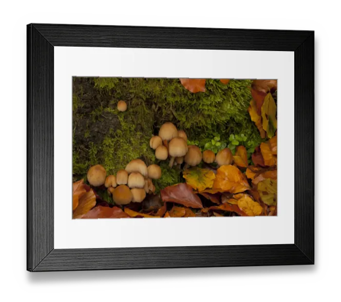 Framed Print : Common Ink Cap (Coprinopsis atramentaria) fruiting bodies, growing amongst moss and fallen beech leaves