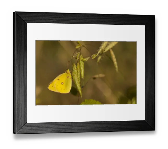 Framed Print : Bergers Clouded Yellow (Colias sareptensis) adult, resting on grass, Rhodope Mountains, Bulgaria, July