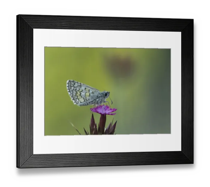 Framed Print : Yellow-banded Skipper (Pyrgus sidae) adult, resting on flower, Rhodope Mountains, Bulgaria, July Framed Print : Yellow-banded Skipper (Pyrgus sidae) adult, resting on flower, Rhodope Mountains, Bulgaria, July