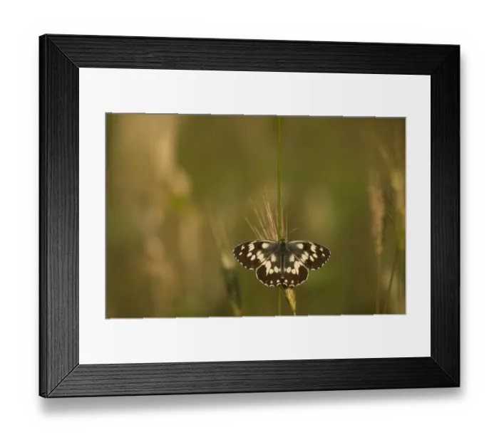 Framed Print : Marbled White (Melanargia galathea forma procida) adult, basking, Bulgaria, July
