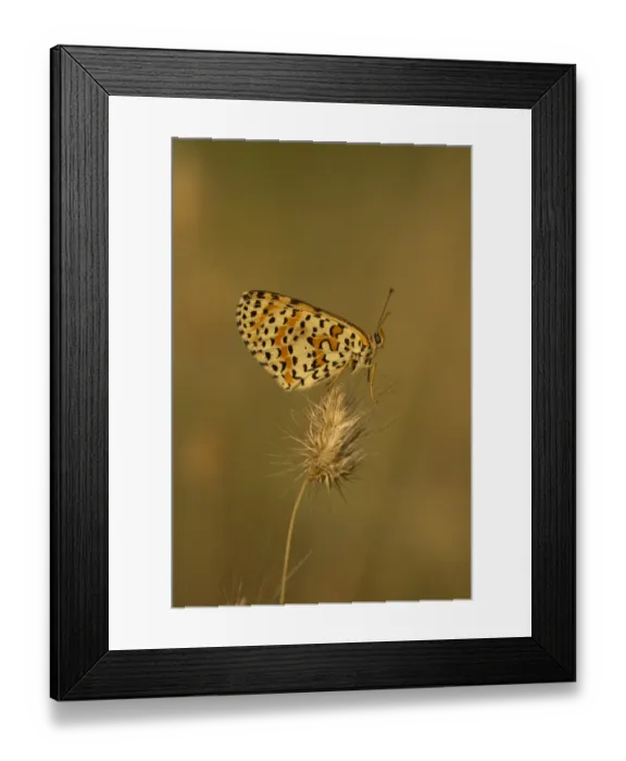 Framed Print : Spotted Fritillary (Melitaea didyma) adult, resting on seedhead, Melnik, Pirin Mountains, Blagoevgrad Province Framed Print : Spotted Fritillary (Melitaea didyma) adult, resting on seedhead, Melnik, Pirin Mountains, Blagoevgrad Province