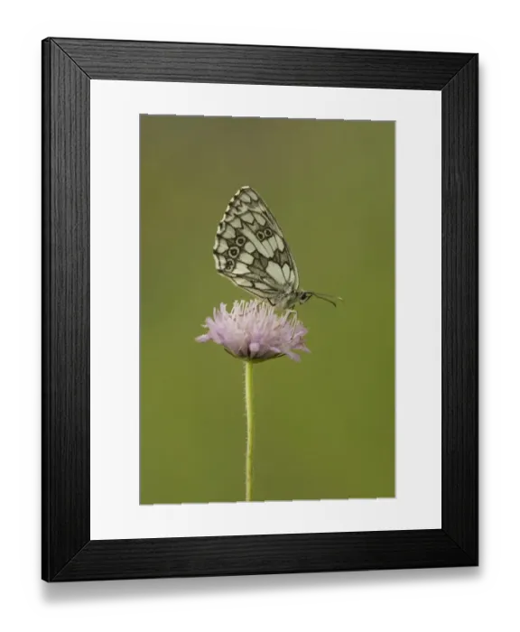Framed Print : Marbled White (Melanargia galathea forma procida) adult, resting on flower, Bulgaria, July