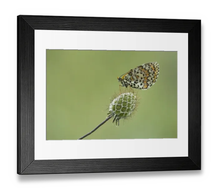 Framed Print : Spotted Fritillary (Melitaea didyma) adult, resting on seedhead, Melnik, Pirin Mountains, Blagoevgrad Province Framed Print : Spotted Fritillary (Melitaea didyma) adult, resting on seedhead, Melnik, Pirin Mountains, Blagoevgrad Province