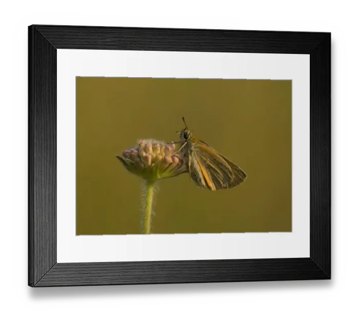 Framed Print : Essex Skipper (Thymelicus lineola) adult, resting on flowerbuds, Bulgaria, July Framed Print : Essex Skipper (Thymelicus lineola) adult, resting on flowerbuds, Bulgaria, July