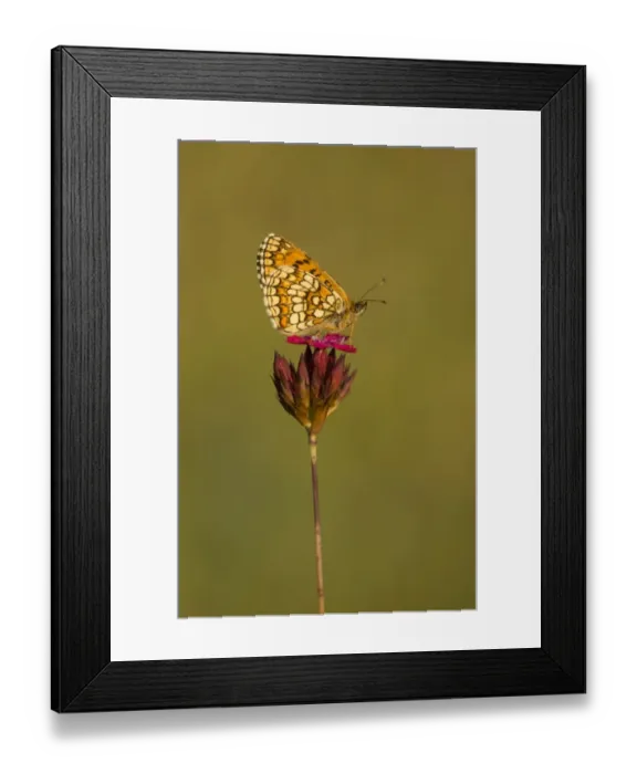 Framed Print : Nickerls Fritillary (Mellicta aurelia) adult, resting on flowerhead, Bulgaria, July Framed Print : Nickerls Fritillary (Mellicta aurelia) adult, resting on flowerhead, Bulgaria, July