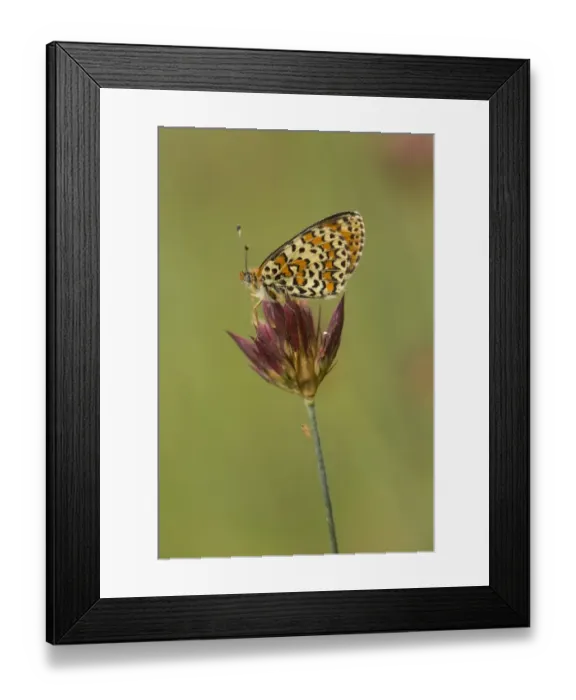 Framed Print : Spotted Fritillary (Melitaea didyma) adult, resting on flowerhead, Melnik, Pirin Mountains, Blagoevgrad Province Framed Print : Spotted Fritillary (Melitaea didyma) adult, resting on flowerhead, Melnik, Pirin Mountains, Blagoevgrad Province