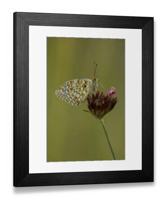 Framed Print : Niobe Fritillary (Argynnis niobe) adult, resting on flowerhead, Bulgaria, July Framed Print : Niobe Fritillary (Argynnis niobe) adult, resting on flowerhead, Bulgaria, July