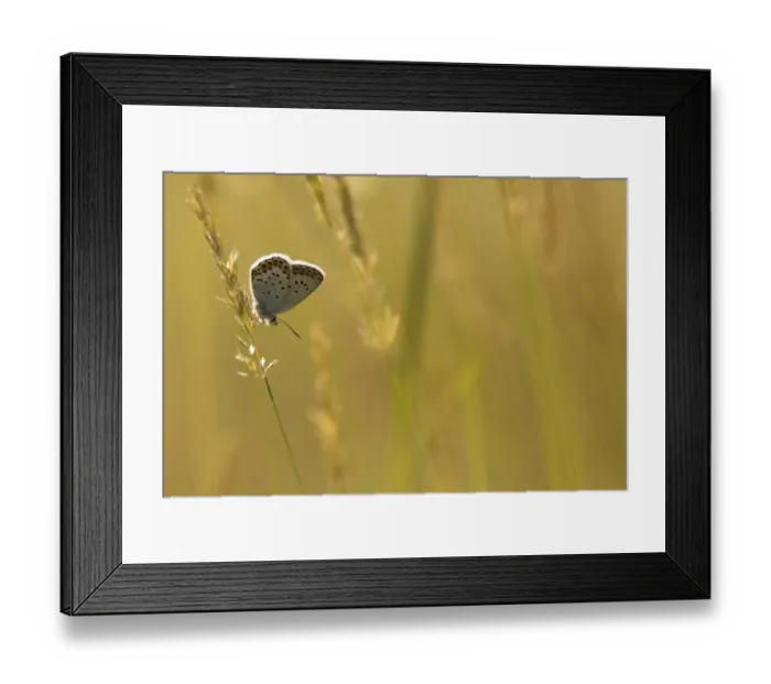 Framed Print : Silver-studded Blue (Plebejus argus) adult, resting on backlit grass, Bulgaria, July Framed Print : Silver-studded Blue (Plebejus argus) adult, resting on backlit grass, Bulgaria, July