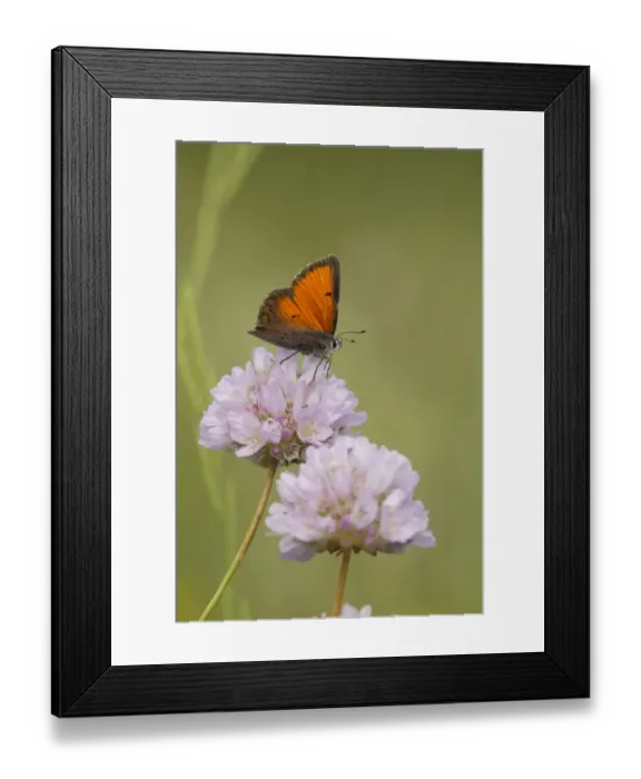 Framed Print : Balkan Copper (Lycaena candens) adult male, resting on flower, Bulgaria, July