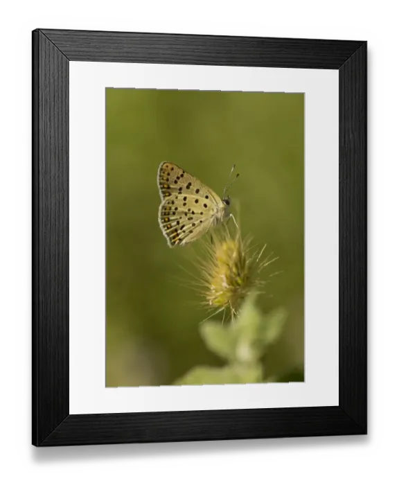 Framed Print : Sooty Copper (Lycaena tityrus) adult, resting on seedhead, Bulgaria, July Framed Print : Sooty Copper (Lycaena tityrus) adult, resting on seedhead, Bulgaria, July