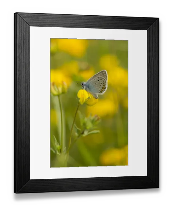 Framed Print : Amandas Blue (Agrodiaetus amanda) adult, resting on flower, Bulgaria, July Framed Print : Amandas Blue (Agrodiaetus amanda) adult, resting on flower, Bulgaria, July