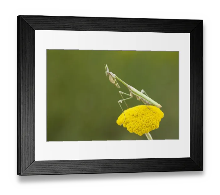Framed Print : Conehead Mantis (Empusa pennata) adult female, on flowerhead, near Melnik, Pirin Mountains, Blagoevgrad Province