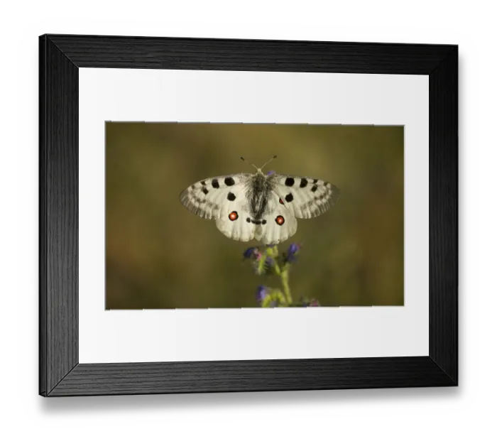 Framed Print : Apollo Butterfly (Parnassius apollo rhodopensis) adult, resting on flower, Bulgaria, July Framed Print : Apollo Butterfly (Parnassius apollo rhodopensis) adult, resting on flower, Bulgaria, July