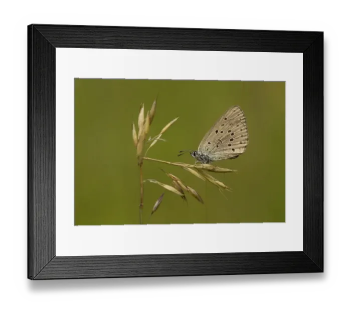 Framed Print : Mountain Alcon Blue (Phengaris rebeli) adult, resting on grass, Bulgaria, July Framed Print : Mountain Alcon Blue (Phengaris rebeli) adult, resting on grass, Bulgaria, July
