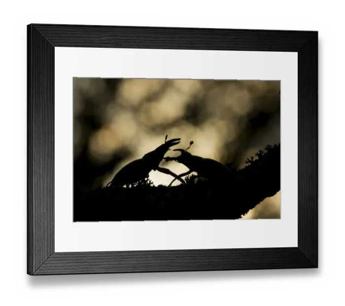 Framed Print : Greater Stag Beetle (Lucanus cervus) two adult males, fighting, silhouetted on branch, Bulgaria, July Framed Print : Greater Stag Beetle (Lucanus cervus) two adult males, fighting, silhouetted on branch, Bulgaria, July