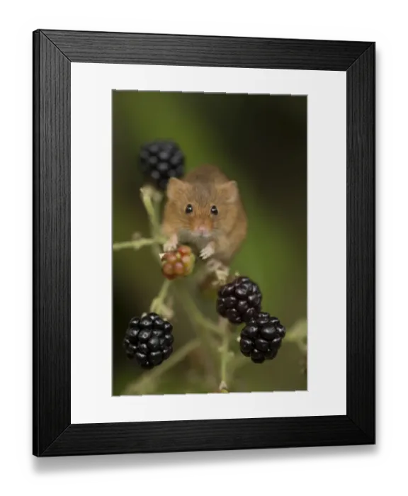 Framed Print : Harvest Mouse (Micromys minutus) adult, climbing amongst blackberries, South Yorkshire, England, October (captive) Framed Print : Harvest Mouse (Micromys minutus) adult, climbing amongst blackberries, South Yorkshire, England, October (captive)
