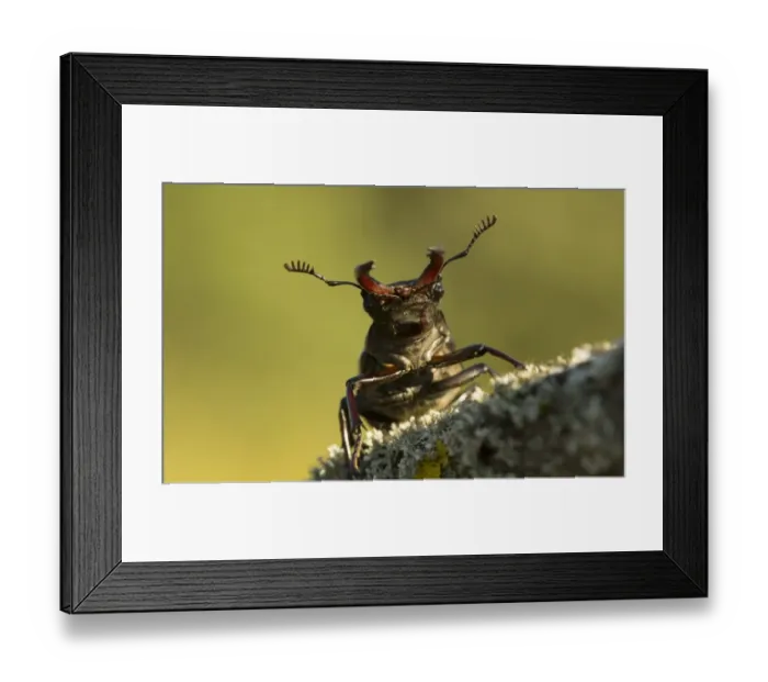 Framed Print : Greater Stag Beetle (Lucanus cervus) adult male, on lichen covered branch, Bulgaria, July Framed Print : Greater Stag Beetle (Lucanus cervus) adult male, on lichen covered branch, Bulgaria, July