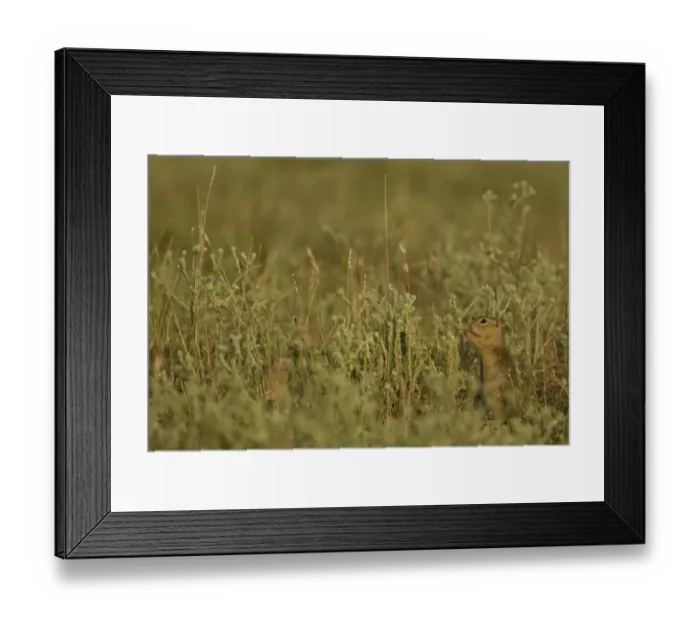 Framed Print : European Souslik (Spermophilus citellus) adult, feeding, standing on back legs amongst vegetation, Bulgaria, July Framed Print : European Souslik (Spermophilus citellus) adult, feeding, standing on back legs amongst vegetation, Bulgaria, July