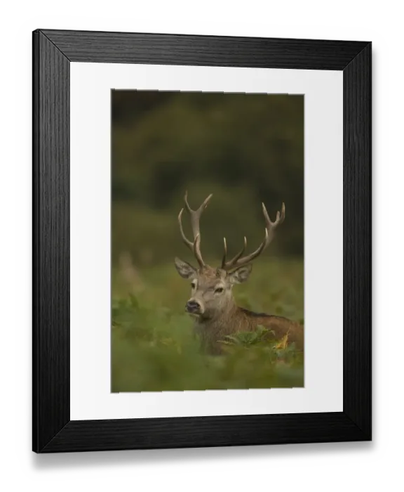 Framed Print : Red Deer (Cervus elaphus) stag, amongst bracken, during rutting season, Bradgate Park, Leicestershire, England, October Framed Print : Red Deer (Cervus elaphus) stag, amongst bracken, during rutting season, Bradgate Park, Leicestershire, England, October