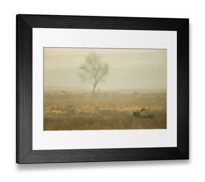 Framed Print : Red Deer (Cervus elaphus) stag, roaring, standing in moorland habitat at dawn, during rutting season, Derbyshire Framed Print : Red Deer (Cervus elaphus) stag, roaring, standing in moorland habitat at dawn, during rutting season, Derbyshire
