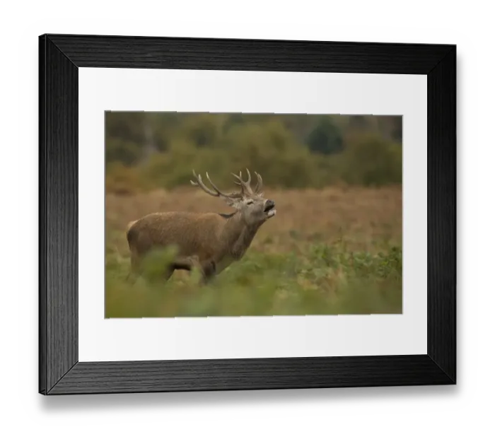 Framed Print : Red Deer (Cervus elaphus) stag, in flehmen, during rutting season, Bradgate Park, Leicestershire, England, October Framed Print : Red Deer (Cervus elaphus) stag, in flehmen, during rutting season, Bradgate Park, Leicestershire, England, October
