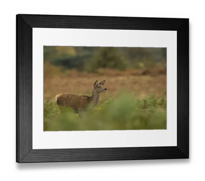 Framed Print : Red Deer (Cervus elaphus) calf, standing amongst bracken, Bradgate Park, Leicestershire, England, October Framed Print : Red Deer (Cervus elaphus) calf, standing amongst bracken, Bradgate Park, Leicestershire, England, October