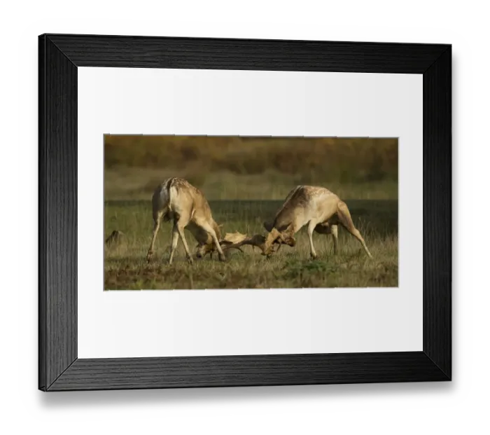 Framed Print : Fallow Deer (Dama dama) two bucks, fighting, during rutting season, Leicestershire, England, October Framed Print : Fallow Deer (Dama dama) two bucks, fighting, during rutting season, Leicestershire, England, October