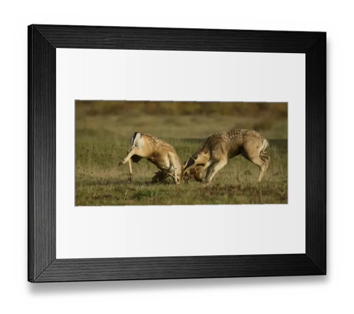 Framed Print : Fallow Deer (Dama dama) two bucks, fighting, during rutting season, Leicestershire, England, October Framed Print : Fallow Deer (Dama dama) two bucks, fighting, during rutting season, Leicestershire, England, October