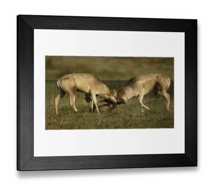Framed Print : Fallow Deer (Dama dama) two bucks, fighting, during rutting season, Leicestershire, England, October Framed Print : Fallow Deer (Dama dama) two bucks, fighting, during rutting season, Leicestershire, England, October