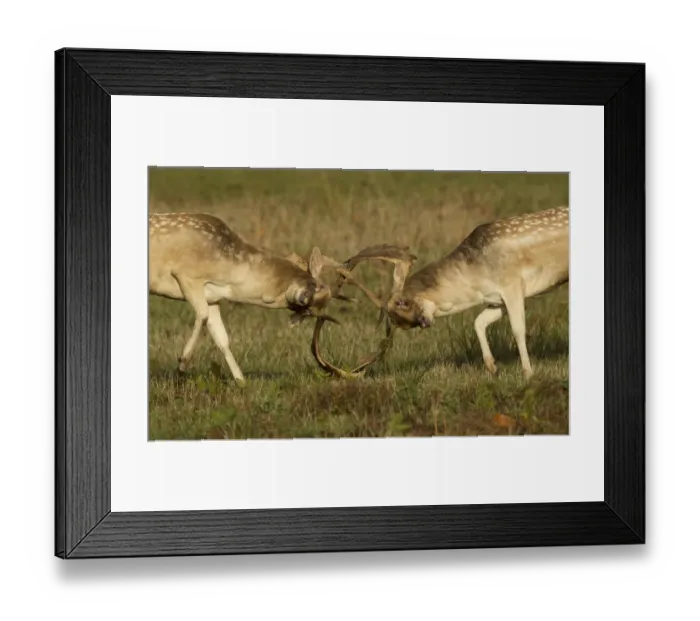 Framed Print : Fallow Deer (Dama dama) two bucks, fighting, during rutting season, Leicestershire, England, October Framed Print : Fallow Deer (Dama dama) two bucks, fighting, during rutting season, Leicestershire, England, October