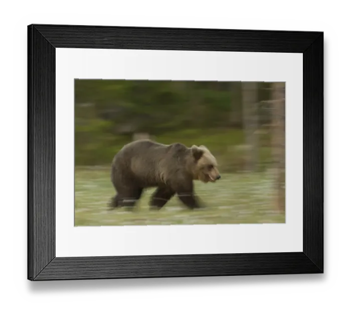 Framed Print : European Brown Bear (Ursus arctos arctos) adult, running in boreal forest, blurred movement, Finland, June Framed Print : European Brown Bear (Ursus arctos arctos) adult, running in boreal forest, blurred movement, Finland, June