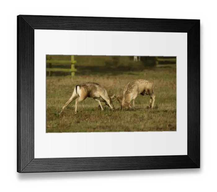 Framed Print : Fallow Deer (Dama dama) two bucks, fighting, during rutting season, Leicestershire, England, October Framed Print : Fallow Deer (Dama dama) two bucks, fighting, during rutting season, Leicestershire, England, October