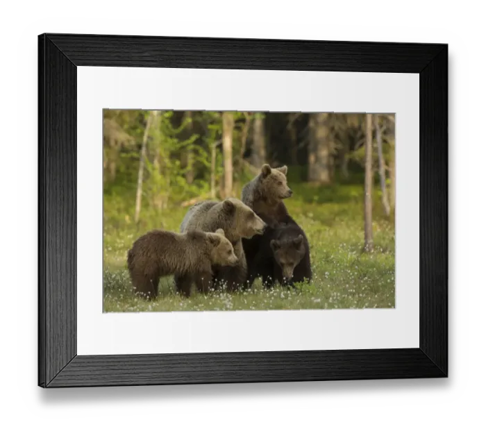 Framed Print : European Brown Bear (Ursus arctos arctos) adult female and three cubs, standing in boreal forest, Finland, June