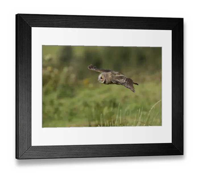 Framed Print : Tawny Owl (Strix aluco) juvenile, in flight, South Yorkshire, England, August Framed Print : Tawny Owl (Strix aluco) juvenile, in flight, South Yorkshire, England, August