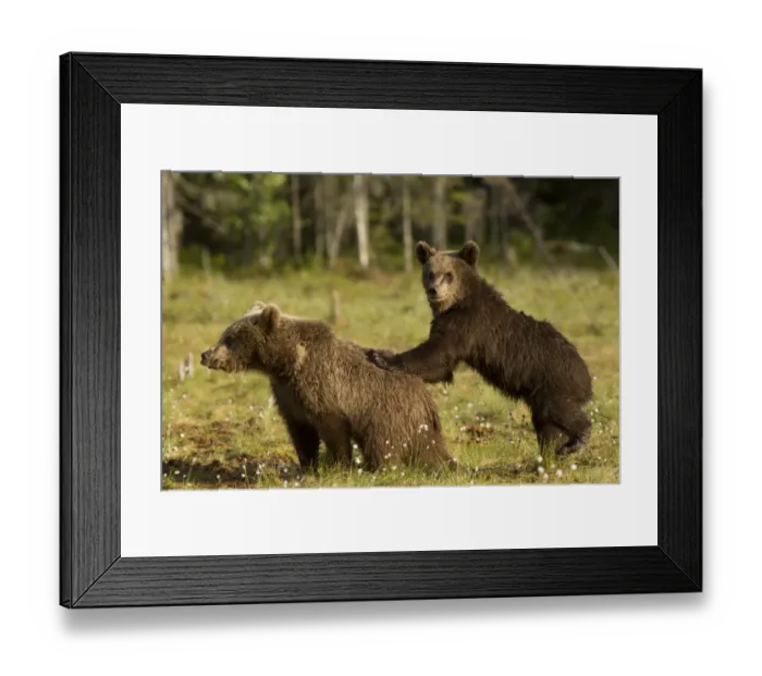 Framed Print : European Brown Bear (Ursus arctos arctos) two cubs, one with paws on back of other, in boreal forest, Finland, June Framed Print : European Brown Bear (Ursus arctos arctos) two cubs, one with paws on back of other, in boreal forest, Finland, June
