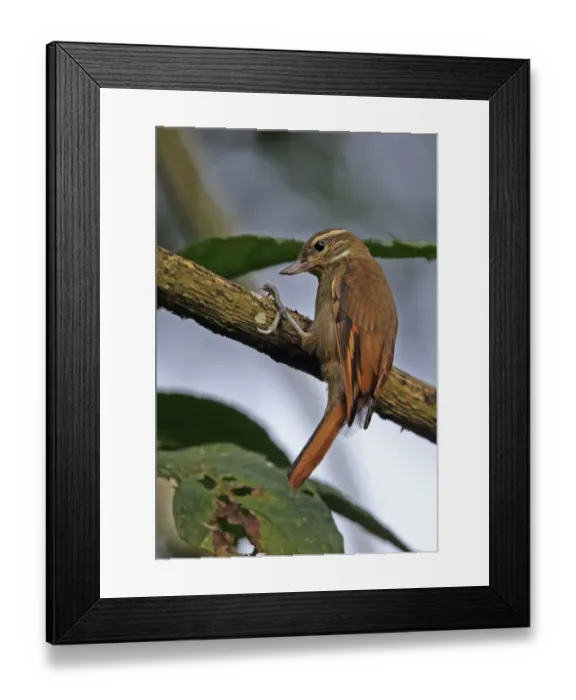 Framed Print : Plain Xenops (Xenops minutus ridgwayi) adult, clinging to branch, El Valle, Panama, October Framed Print : Plain Xenops (Xenops minutus ridgwayi) adult, clinging to branch, El Valle, Panama, October