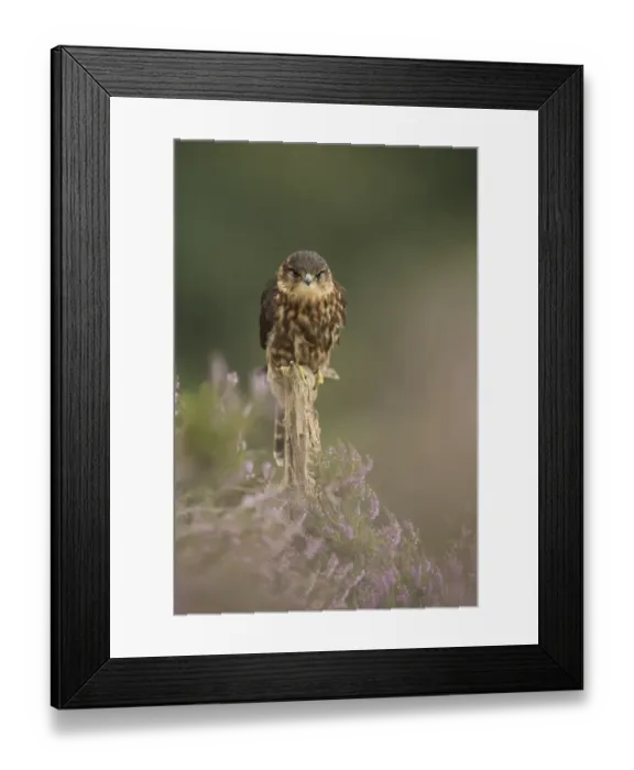 Framed Print : Merlin (Falco columbarius) juvenile male, perched on post in moorland, Peak District N. P. Derbyshire, England, October Framed Print : Merlin (Falco columbarius) juvenile male, perched on post in moorland, Peak District N. P. Derbyshire, England, October