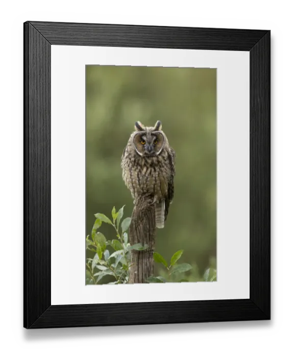 Framed Print : Long-eared Owl (Asio otus) adult, perched on post, England, August (captive) Framed Print : Long-eared Owl (Asio otus) adult, perched on post, England, August (captive)