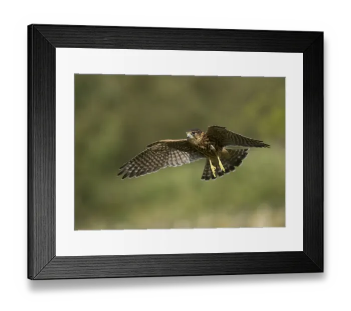 Framed Print : Merlin (Falco columbarius) juvenile male, in flight, Peak District N. P. Derbyshire, England, October Framed Print : Merlin (Falco columbarius) juvenile male, in flight, Peak District N. P. Derbyshire, England, October