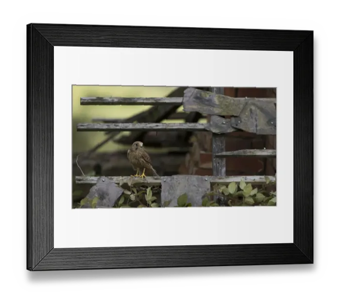 Framed Print : Common Kestrel (Falco tinnunculus) juvenile male, perched on roof of ruined building, England (captive) Framed Print : Common Kestrel (Falco tinnunculus) juvenile male, perched on roof of ruined building, England (captive)