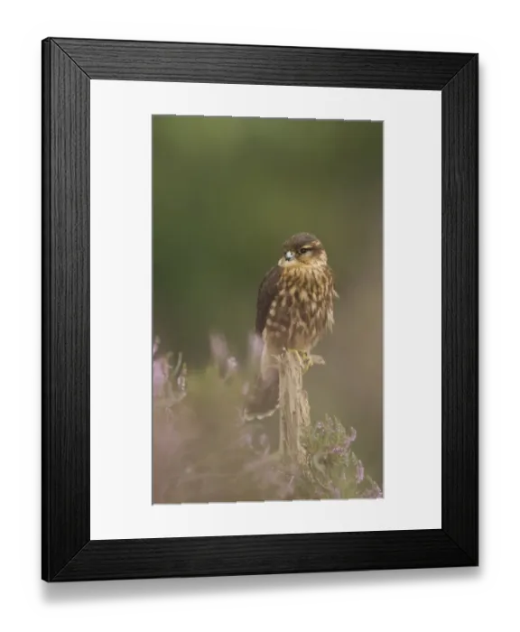 Framed Print : Merlin (Falco columbarius) juvenile male, perched on post in moorland, Peak District N. P. Derbyshire, England, October Framed Print : Merlin (Falco columbarius) juvenile male, perched on post in moorland, Peak District N. P. Derbyshire, England, October