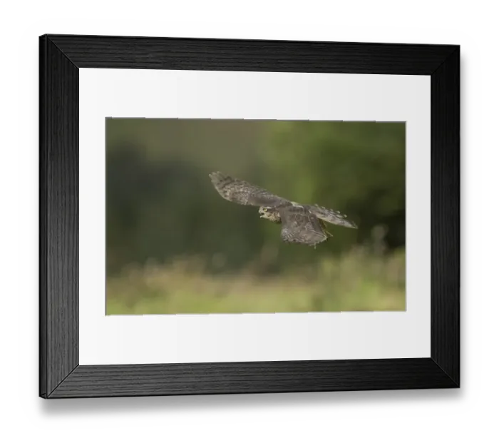 Framed Print : Eurasian Sparrowhawk (Accipiter nisus) juvenile male, in flight, Yorkshire, England, August Framed Print : Eurasian Sparrowhawk (Accipiter nisus) juvenile male, in flight, Yorkshire, England, August
