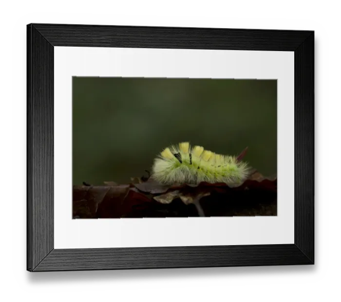 Framed Print : Pale Tussock Moth (Calliteara pudibunda) caterpillar, resting on fallen leaves, South Yorkshire, England, October Framed Print : Pale Tussock Moth (Calliteara pudibunda) caterpillar, resting on fallen leaves, South Yorkshire, England, October