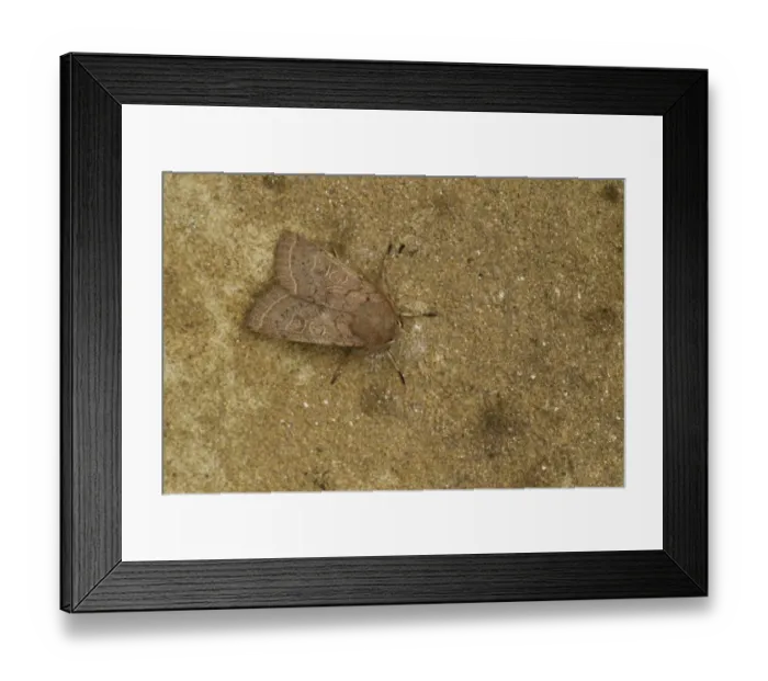 Framed Print : Common Quaker (Orthosia cerasi) adult, resting, Sheffield, South Yorkshire, England, April Framed Print : Common Quaker (Orthosia cerasi) adult, resting, Sheffield, South Yorkshire, England, April