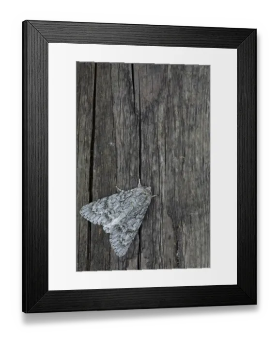 Framed Print : Sycamore Moth (Acronicta aceris) adult, resting on fencepost, Sheffield, South Yorkshire, England, July Framed Print : Sycamore Moth (Acronicta aceris) adult, resting on fencepost, Sheffield, South Yorkshire, England, July