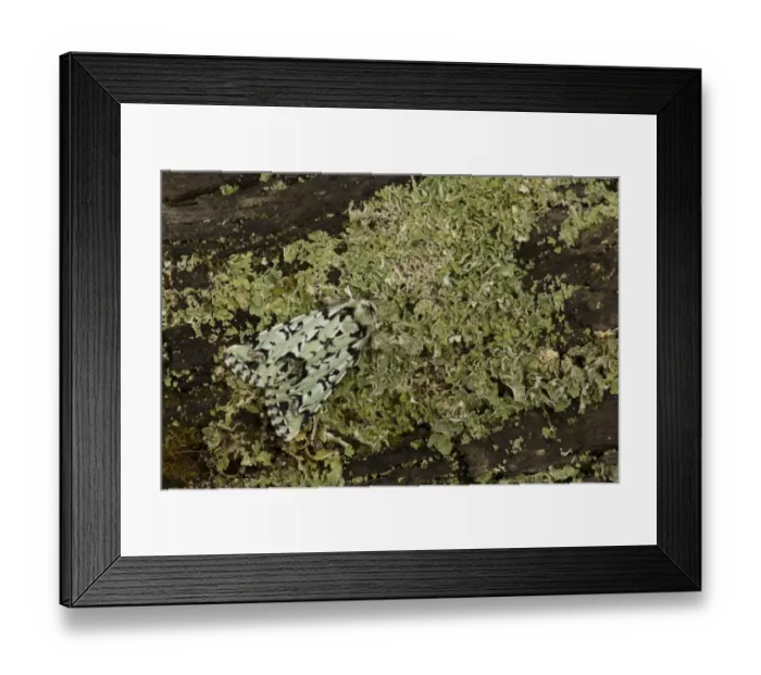 Framed Print : Scarce Merveille du Jour (Moma alpium) adult, resting on lichen, England, May