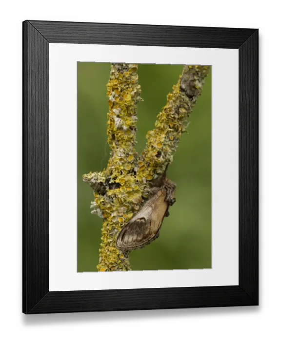 Framed Print : Pebble Prominent (Notodonta ziczac) adult, resting on lichen covered twig, Lincolnshire, England, June Framed Print : Pebble Prominent (Notodonta ziczac) adult, resting on lichen covered twig, Lincolnshire, England, June