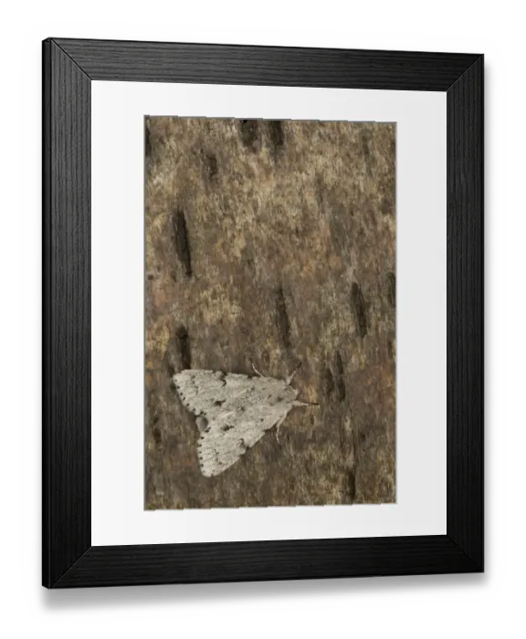 Framed Print : The Miller (Acronicta leporina) adult, resting on bark, Sheffield, South Yorkshire, England, June Framed Print : The Miller (Acronicta leporina) adult, resting on bark, Sheffield, South Yorkshire, England, June