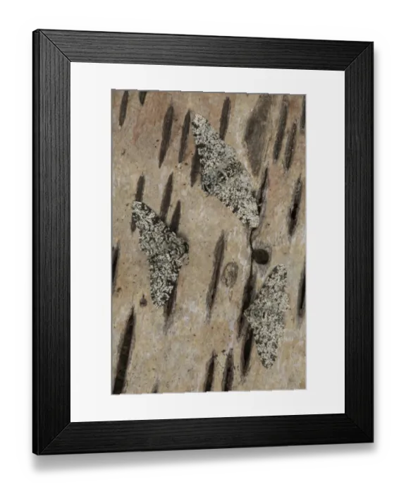 Framed Print : Peppered Moth (Biston betularia) light form, three adults, resting on birch bark, Sheffield, South Yorkshire, England Framed Print : Peppered Moth (Biston betularia) light form, three adults, resting on birch bark, Sheffield, South Yorkshire, England